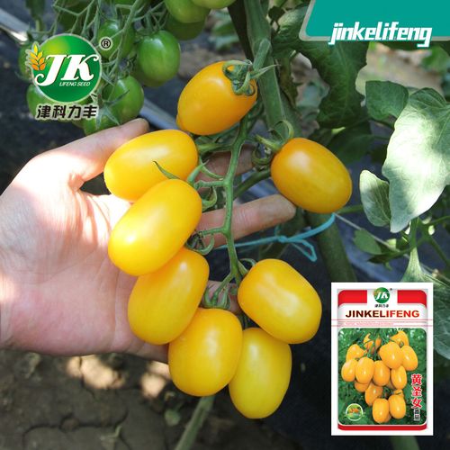 厂家直销黄色圣女果种子樱桃小西红柿种籽阳台四季播水果蔬菜种子